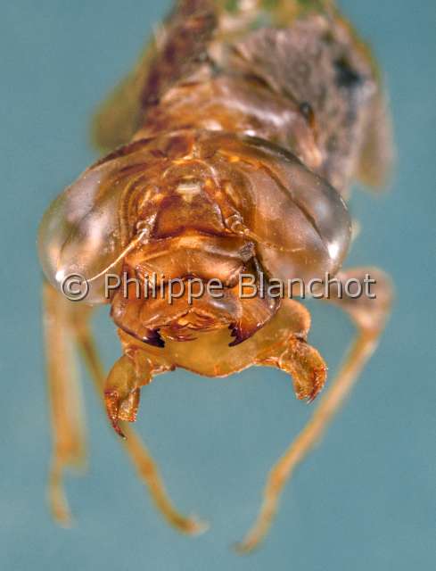 Aeshna affinis exuvie.JPG - in "Portraits d'insectes" ed. SeuilAeshna affinisLibelluleAeschne affine (exuvie larvaire)DragonflyOdonataAnisopteraAeshnidaeFrance